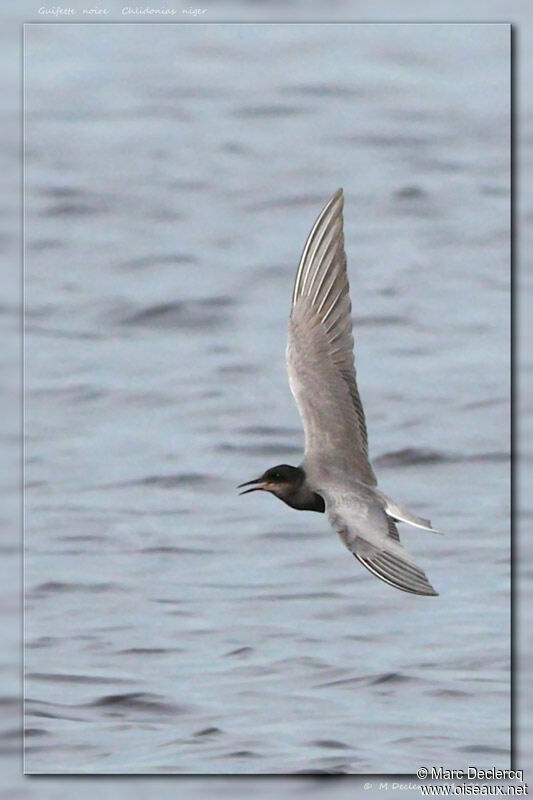 Black Tern, Flight