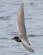 Black Tern