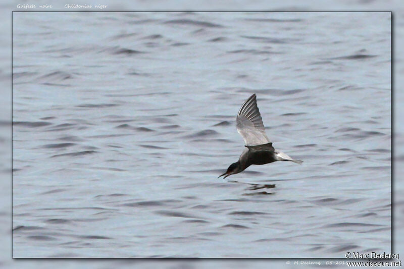 Black Tern, Flight