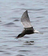 Black Tern