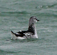 Black Guillemot