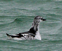 Black Guillemot