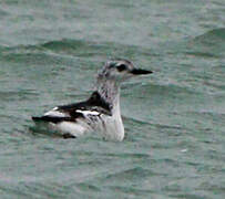 Black Guillemot