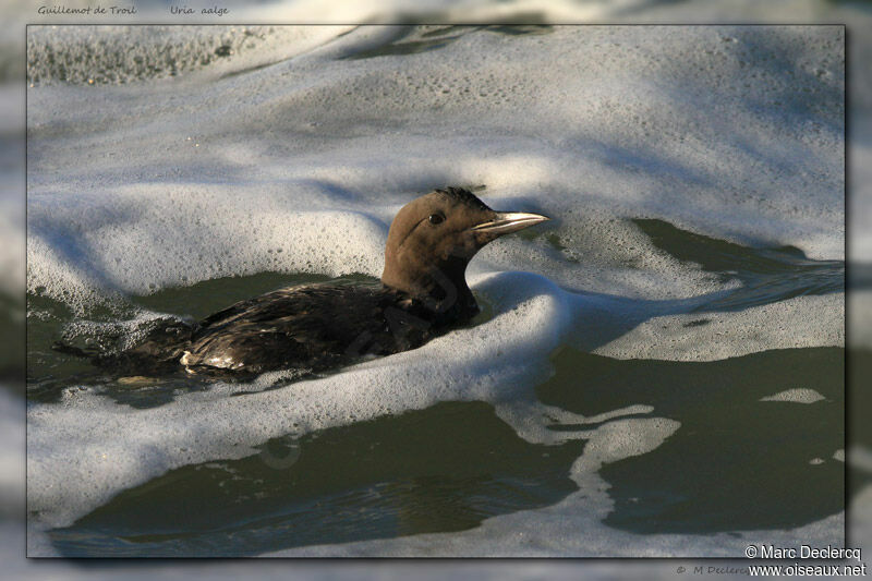 Guillemot de Troïl