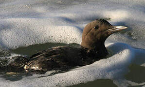 Common Murre