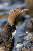 Guillemot de Troïl