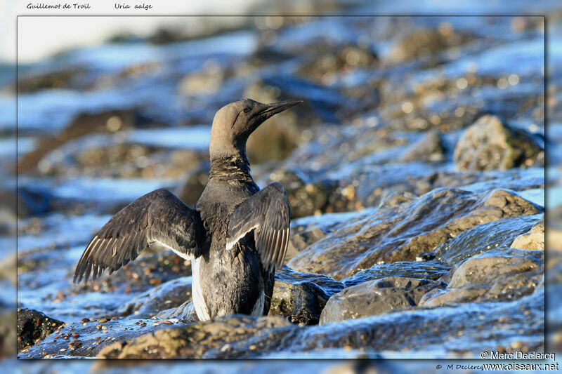 Guillemot de Troïl