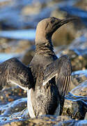 Guillemot de Troïl