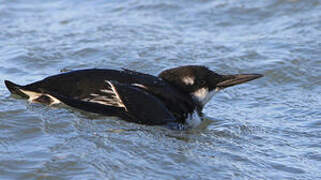 Common Murre