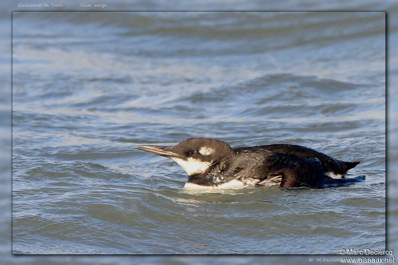 Guillemot de Troïl, identification