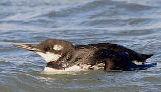 Guillemot de Troïl