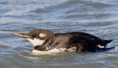 Guillemot de Troïl