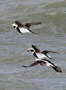 Long-tailed Duck