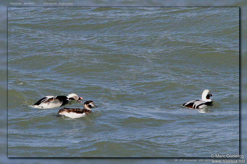 Long-tailed Duck, Behaviour