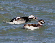 Long-tailed Duck