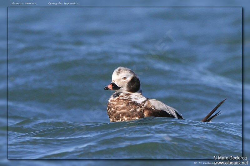 Long-tailed Duck male, identification