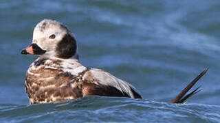 Long-tailed Duck