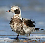 Long-tailed Duck