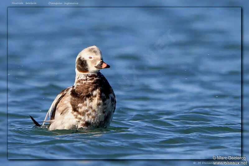 Long-tailed Duck, identification