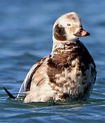 Long-tailed Duck