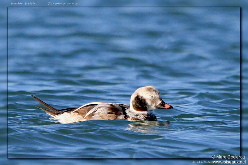 Harelde boréale, identification