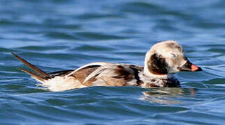 Long-tailed Duck