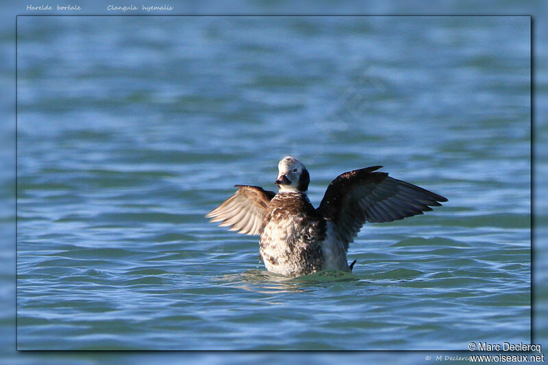 Long-tailed Duck, identification