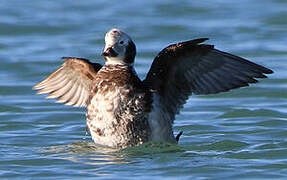 Long-tailed Duck