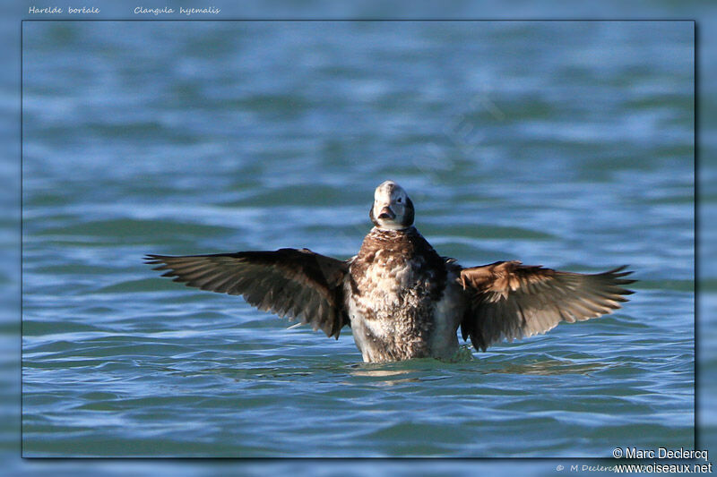 Long-tailed Duck, identification