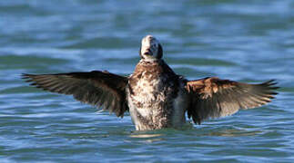 Long-tailed Duck