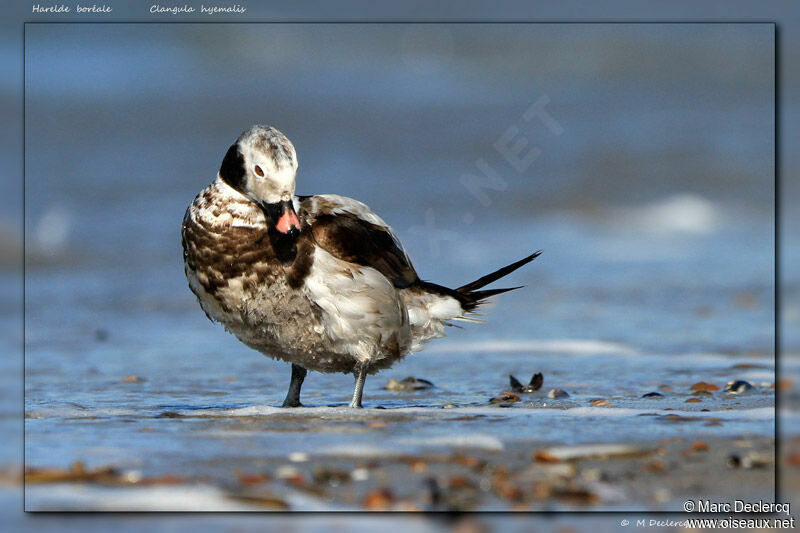 Harelde boréale mâle, identification