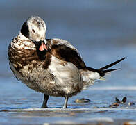 Long-tailed Duck