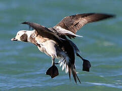 Long-tailed Duck