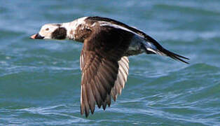 Long-tailed Duck