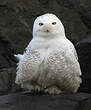 Harfang des neiges