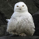 Harfang des neiges