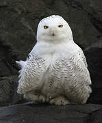 Snowy Owl