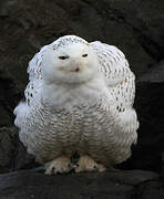 Snowy Owl