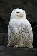 Snowy Owl