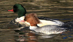 Common Merganser