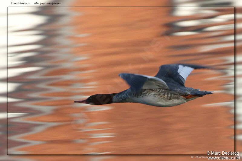 Common Merganser, Flight