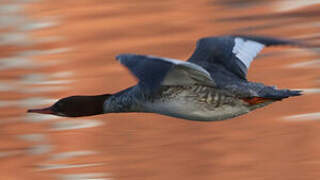 Common Merganser