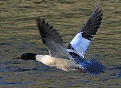 Common Merganser