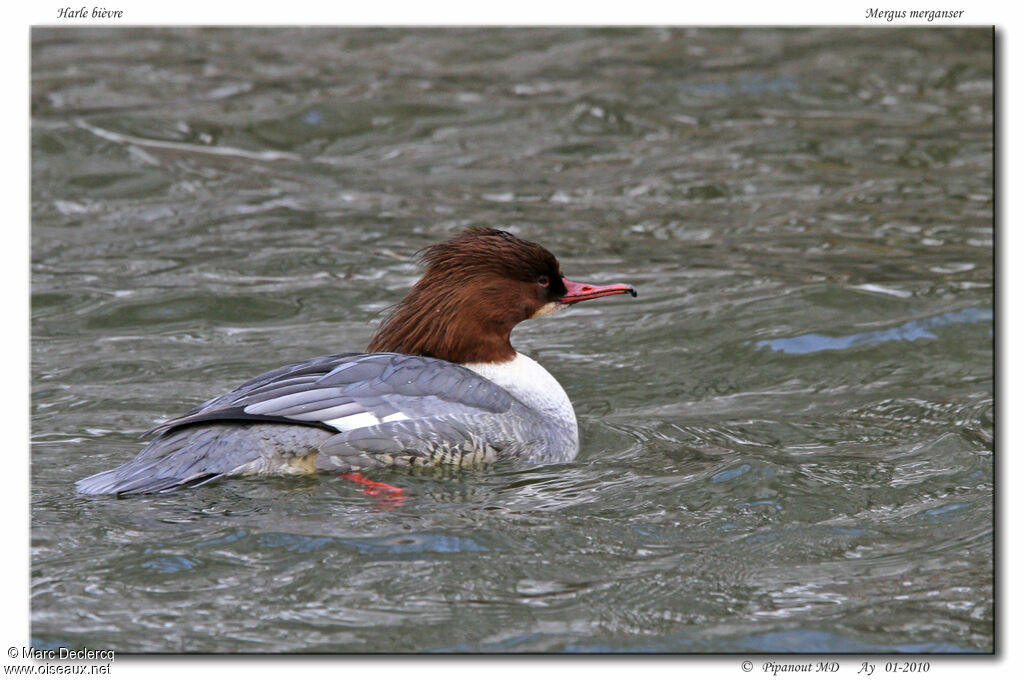 Common Merganser female