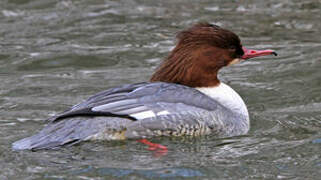 Common Merganser