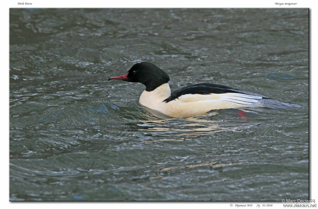 Common Merganser