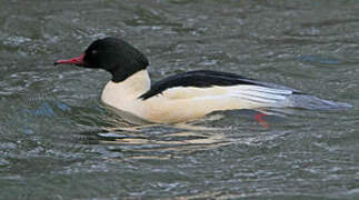 Common Merganser