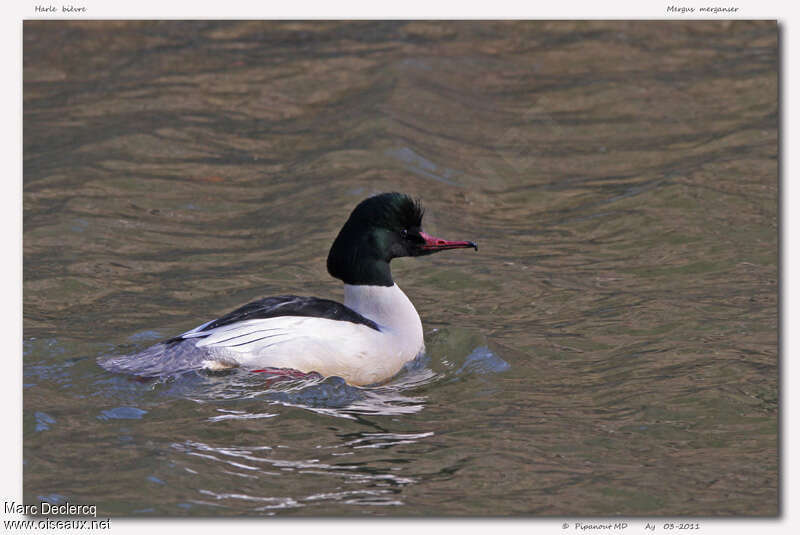 Common Merganser male, identification