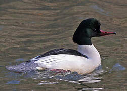 Common Merganser