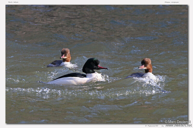 Common Merganser adult, identification